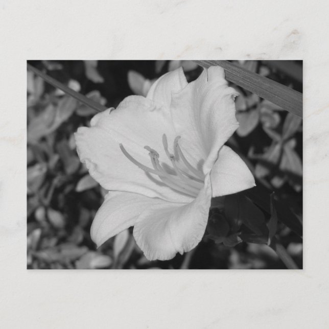 Gult Day Lily Vykort (Framsida)