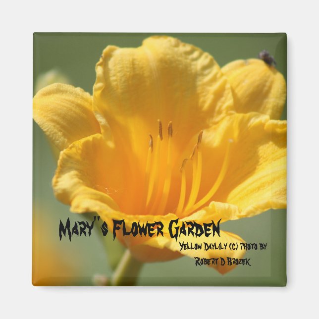 Gult Daylilie Magnet (Framsidan)