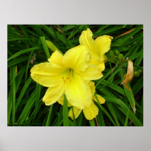 Gult Daylilies Poster