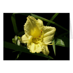 Gult Daylily Flower Hemerocallis Hälsningskort