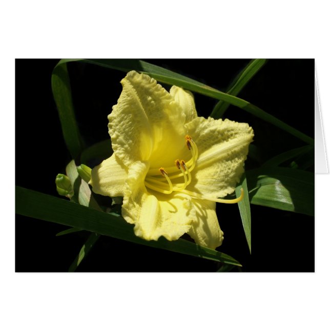 Gult Daylily Flower Hemerocallis Hälsningskort (Framsidan Horizontal)