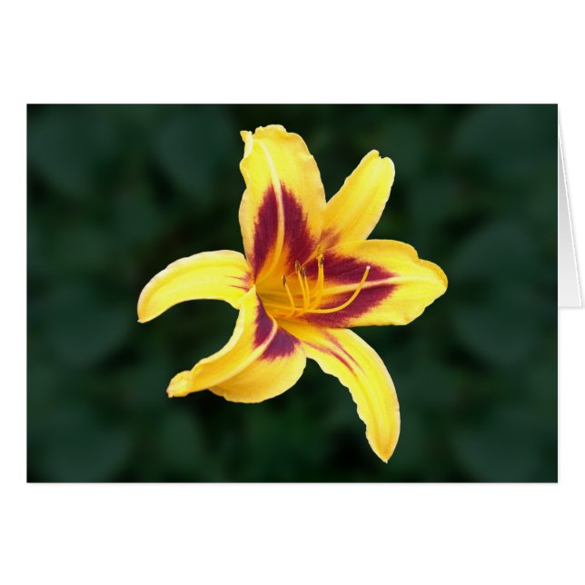 Gult Daylily Flower with Red, Hemerocallis: Hälsningskort (Framsidan Horizontal)