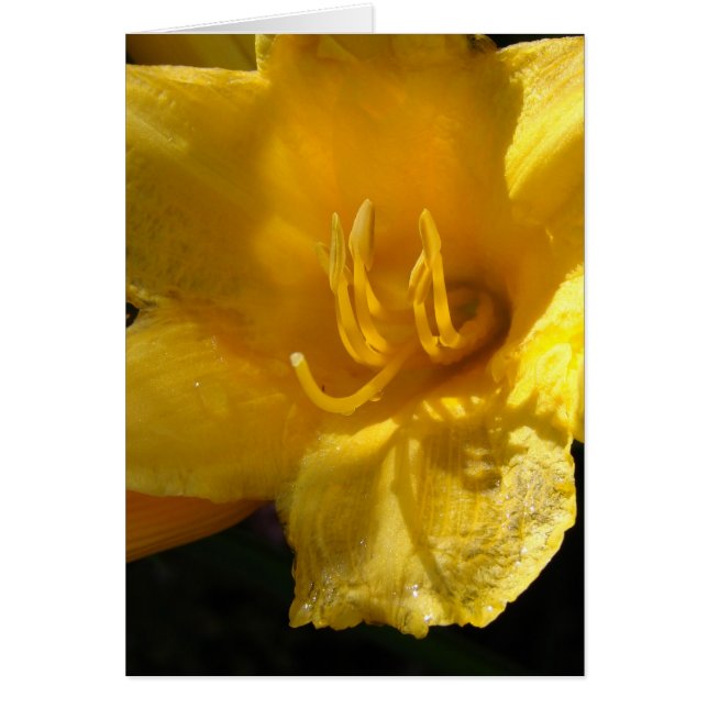Gult Daylily Hälsningskort (Framsidan)