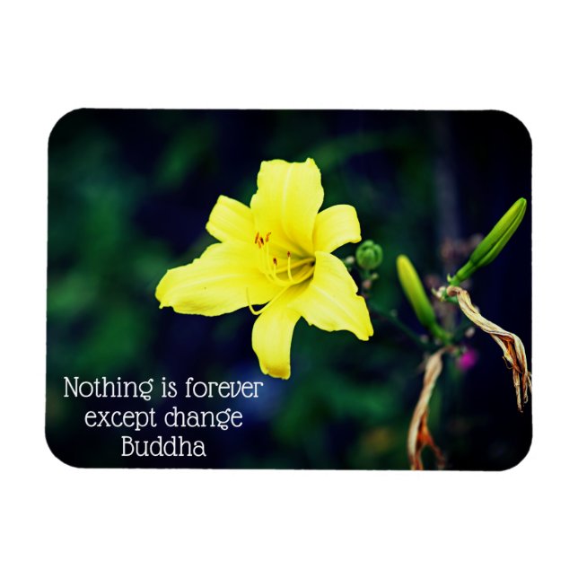 Gult Daylily-inspirationsoffert Magnet (Horisontell)