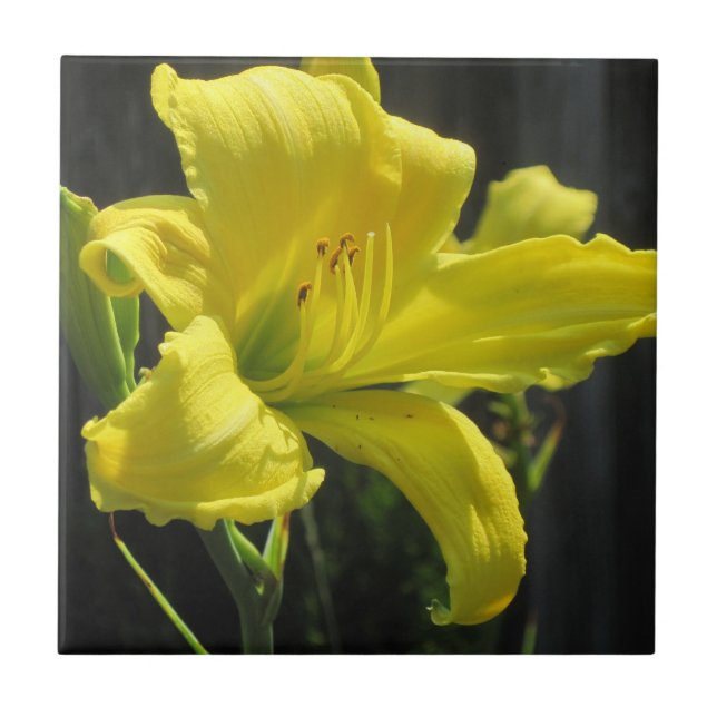 Gult Daylily Kakelplatta (Framsidan)