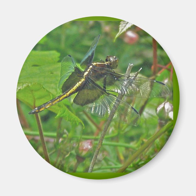 Gult Dragonfly Magnet (Framsidan)