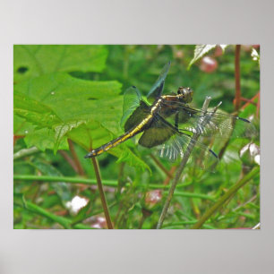 Gult Dragonfly Poster