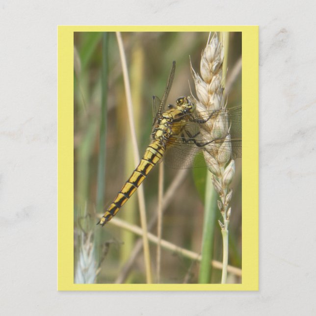 Gult Dragonfly stäng DIY-vykort Helg Vykort (Framsida)