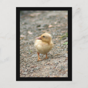 Gult Duckling-vykort Vykort