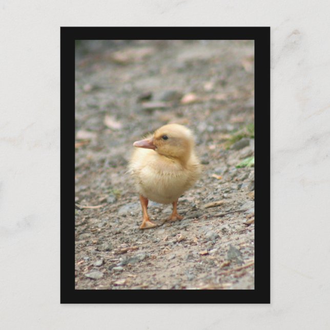 Gult Duckling-vykort Vykort (Framsida)