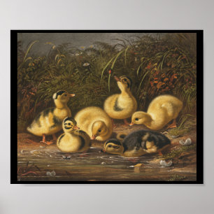 Gult Ducklings spelar i Pond Poster