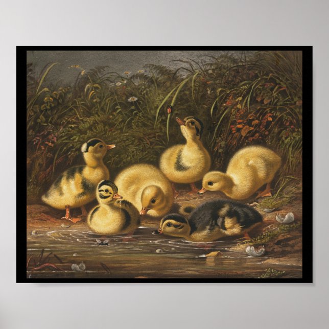 Gult Ducklings spelar i Pond Poster (Framsidan)
