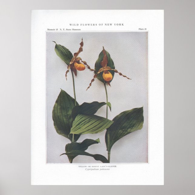 Gult eller Downy Dam-Slipper Poster (Framsidan)