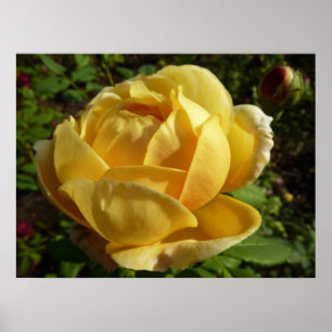 Gult Engelska Ro Poster