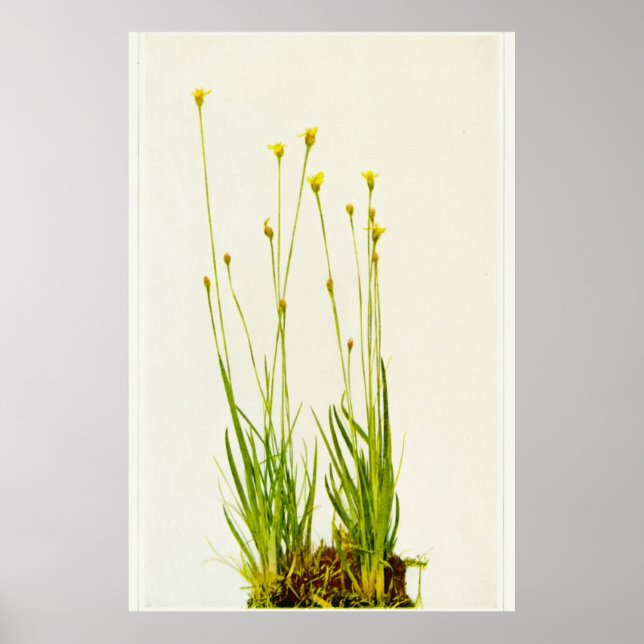 Gult Eyed Grass Poster (Framsidan)