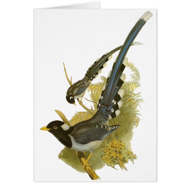 Gult-fakturerad blåttskata hälsningskort (Framsidan)