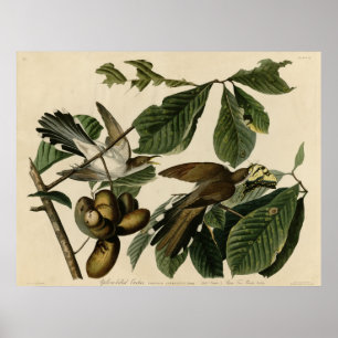 Gult-Fakturerad gök fåglarna av Amerika Audubon Poster