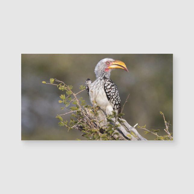 Gult fakturerad hornbill (Framsida)