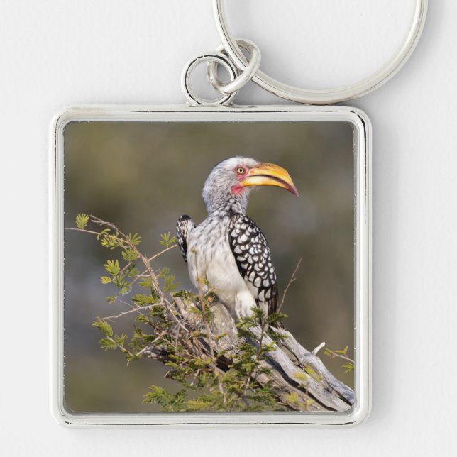 Gult fakturerad hornbill fyrkantig silverfärgad nyckelring (Framsidan)
