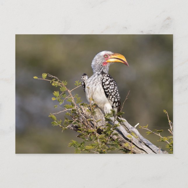 Gult fakturerad hornbill vykort (Framsida)