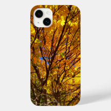 Gult Fall Foliage