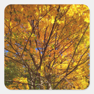 Gult Fall Foliage Fyrkantigt Klistermärke
