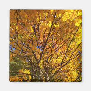 Gult Fall Foliage Magnet