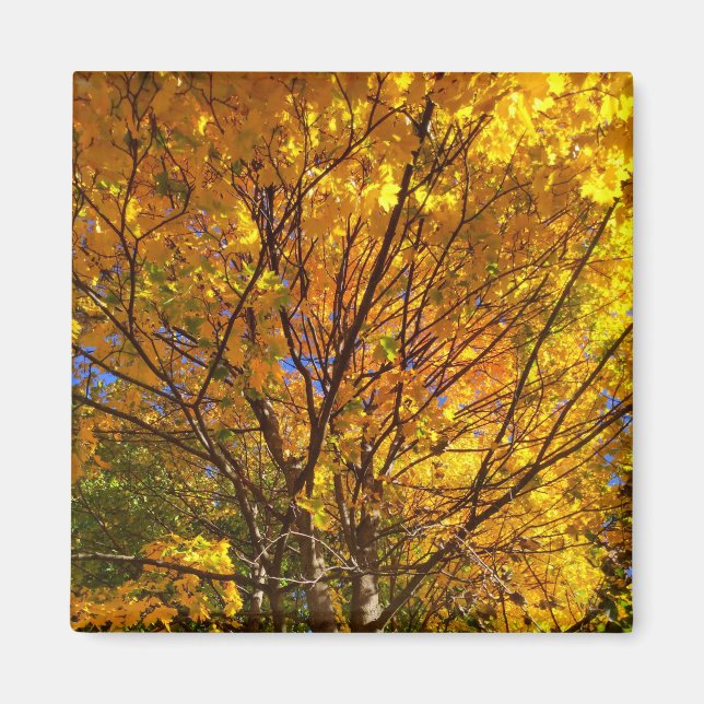 Gult Fall Foliage Magnet (Framsidan)