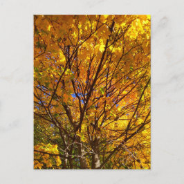 Gult Fall Foliage Vykort