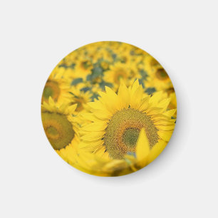 Gult Fält i solblommor Magnet