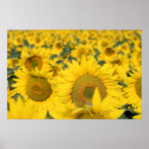 Gult Fält i solblommor Poster