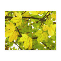 Gult Fält Maple Löv vykort