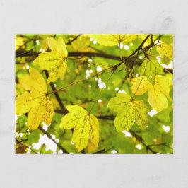 Gult Fält Maple Löv vykort