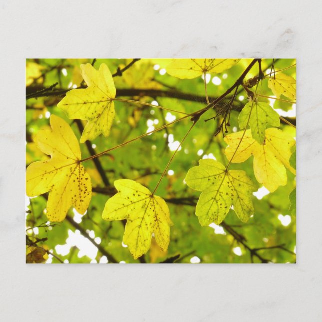 Gult Fält Maple Löv vykort (Framsida)