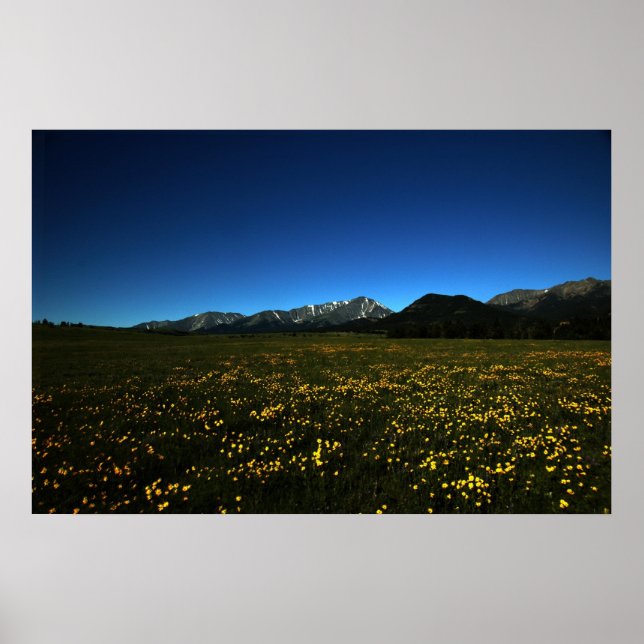Gult Fält Poster (Framsidan)