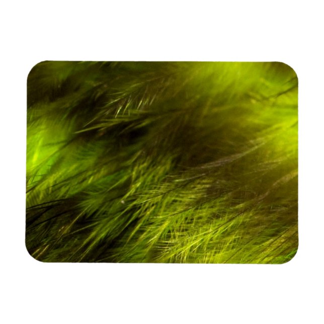Gult Feathers Magnet (Horisontell)