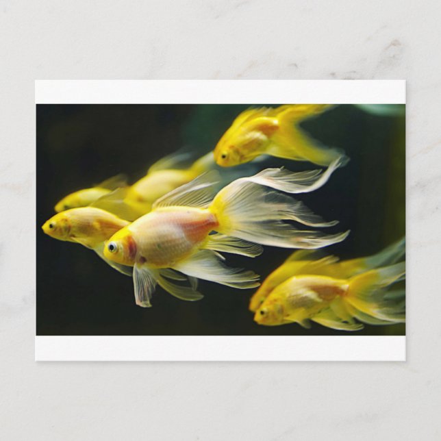 Gult Finare Aquarium Goldfish Vykort (Framsida)
