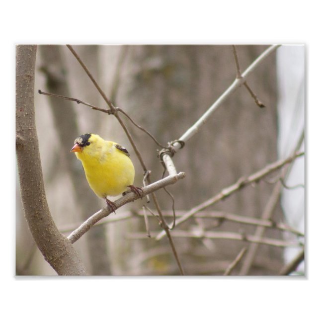 Gult Finch Bird in Träd Photography Print Fototryck (Framsidan)