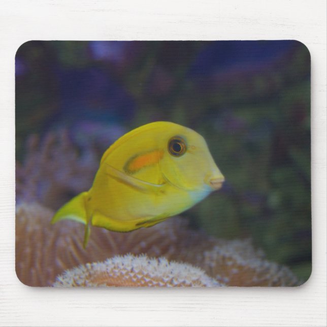 Gult Fishy Musmatta (Framsidan)