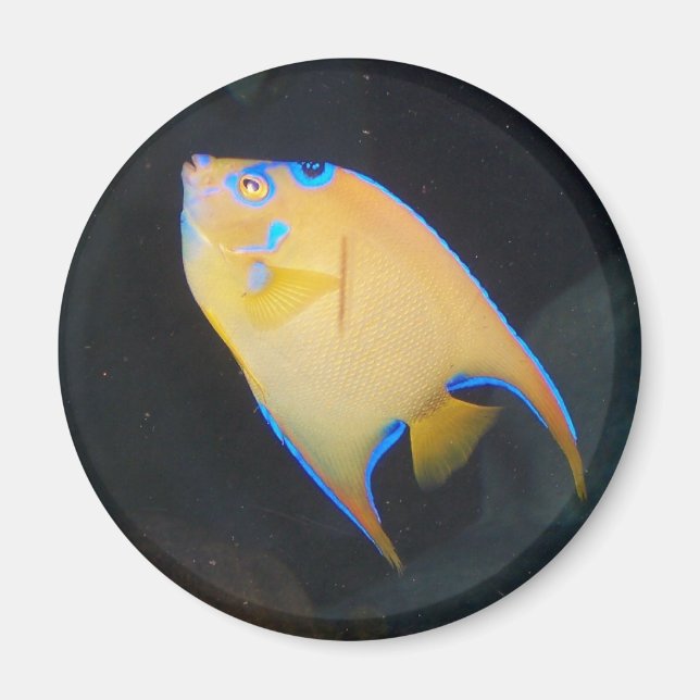 Gult fiskmagnet magnet (Framsidan)