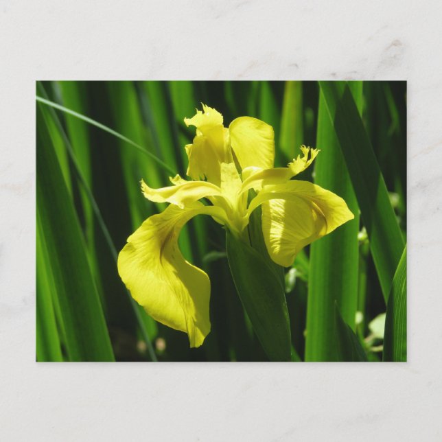 Gult Flagga Iris Vykort (Framsida)