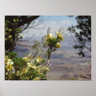 Gult Flower at Grand Canyon Poster