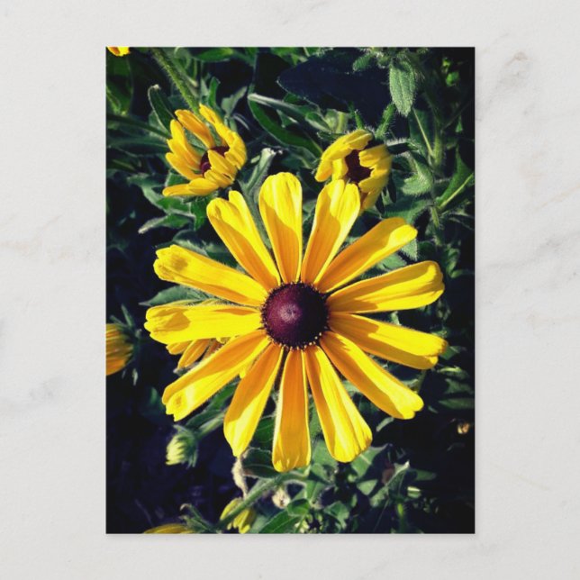 Gult Flower Black-Eyed Susan Postcard Vykort (Framsida)