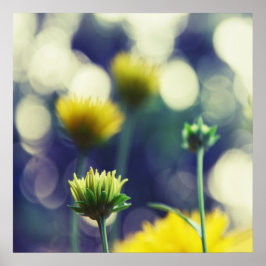 Gult Flower Buds in Sunlight Bokeh Poster