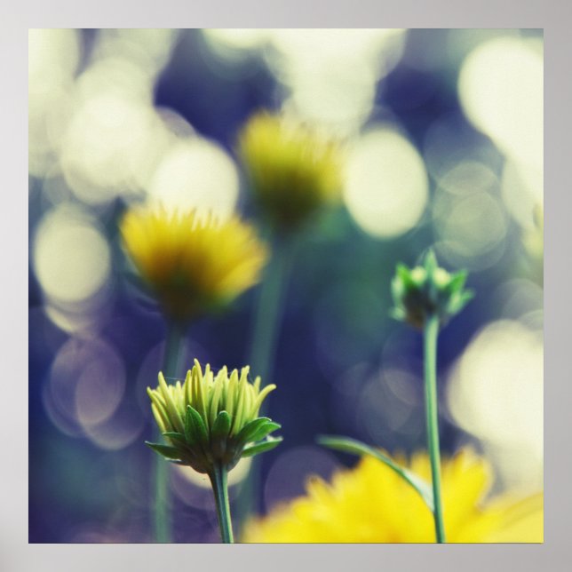 Gult Flower Buds in Sunlight Bokeh Poster (Framsidan)