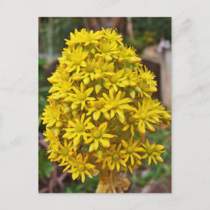 Gult Flower Clusters Vykort