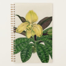 Gult Flower Plant Gift