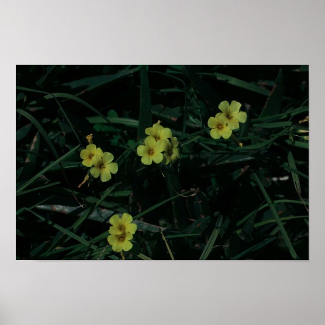 Gult för Grönt av sydlig Afrika, ursprungsblommor Poster (Framsidan)