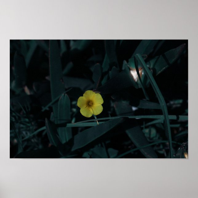 Gult för Grönt av sydlig Afrika, ursprungsblommor Poster (Framsidan)