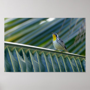 Gult-förskjuten Warbler i Handflatan Träd Poster